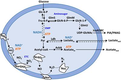 Staphylococcus epidermidis biofilms undergo metabolic and matrix remodeling under nitrosative stress